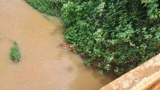 Corpo enroscado nos galhos dentro do Córrego do Baile. (Foto: Nova News)