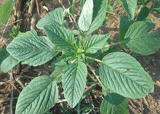 Amaranthus palmeri em início da floração; uso de técnicas como consórcio com capim, rotação de culturas e controle químico se mostram eficientes no combate