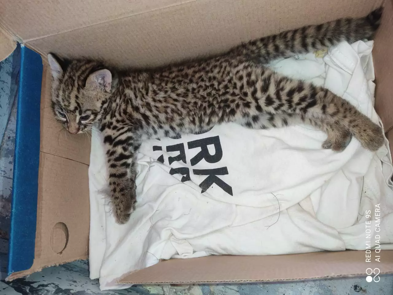 Cabe dentro de uma caixinha: filhote de jaguatirica é resgatado na MS-166