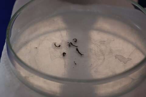 Três Lagoas é cidade de MS com maior risco de infestação de Aedes aegypti