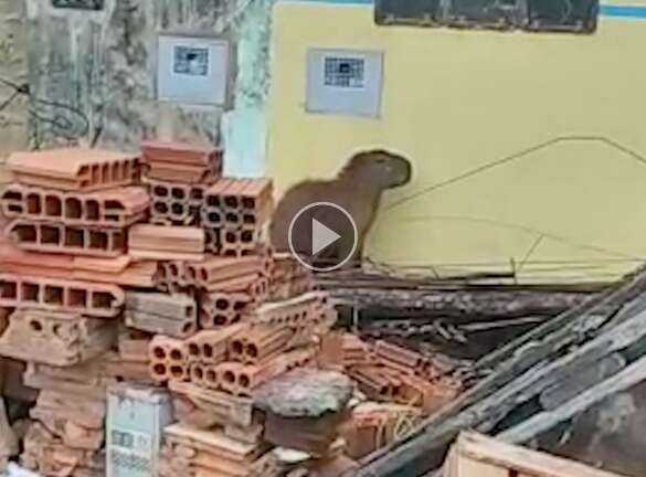 Capivara é encontrada acuada e assustada em avenida movimentada de Campo Grande