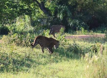 Em cena rara, dois machos de onças-pintadas são flagrados juntos no Pantanal