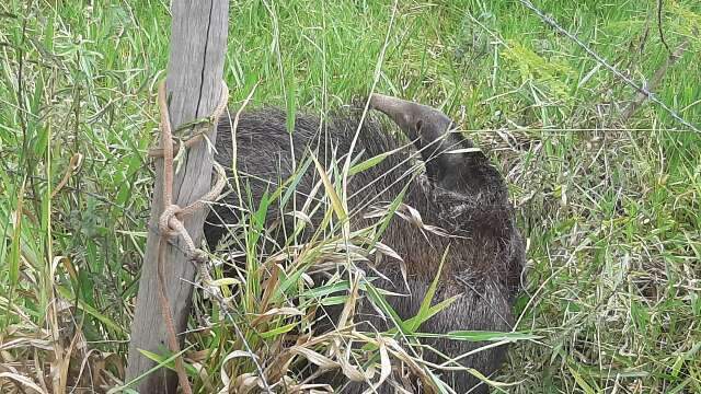 A caminho de parque, leitor encontra tamandu&aacute; ferido em armadilha