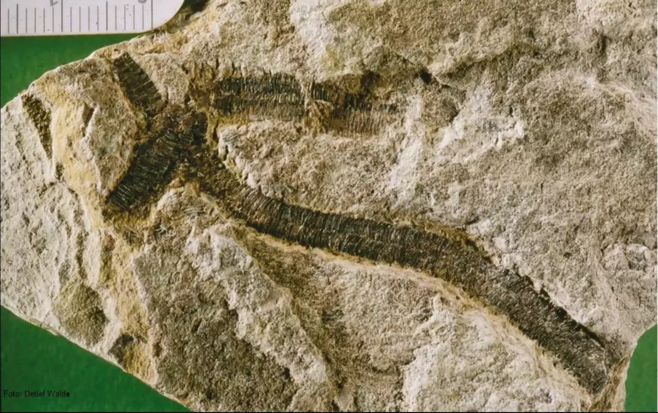 Estudo sobre fóssil encontrado em Corumbá detalha estrutura anatômica do animal 