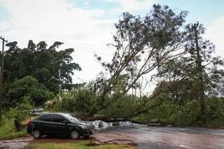 Árvore caiu na avenida Thirson de Almeida, prolongamento da Ernesto Geisel, bairro Guanandi. (Foto: Henrique Kawaminami)