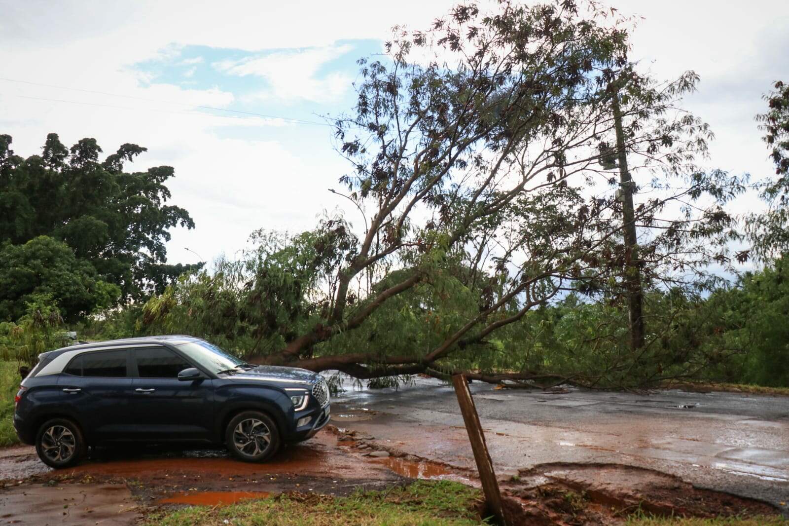 Chuva rápida derruba árvores e atrapalha o trânsito na Capital