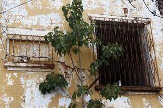 Árvore criou raízes entre as fissuras da parede. (Foto: Alex Machado)