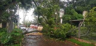 Árvore caída dentro do Cras em Campo Grande (Foto: Direto das Ruas)