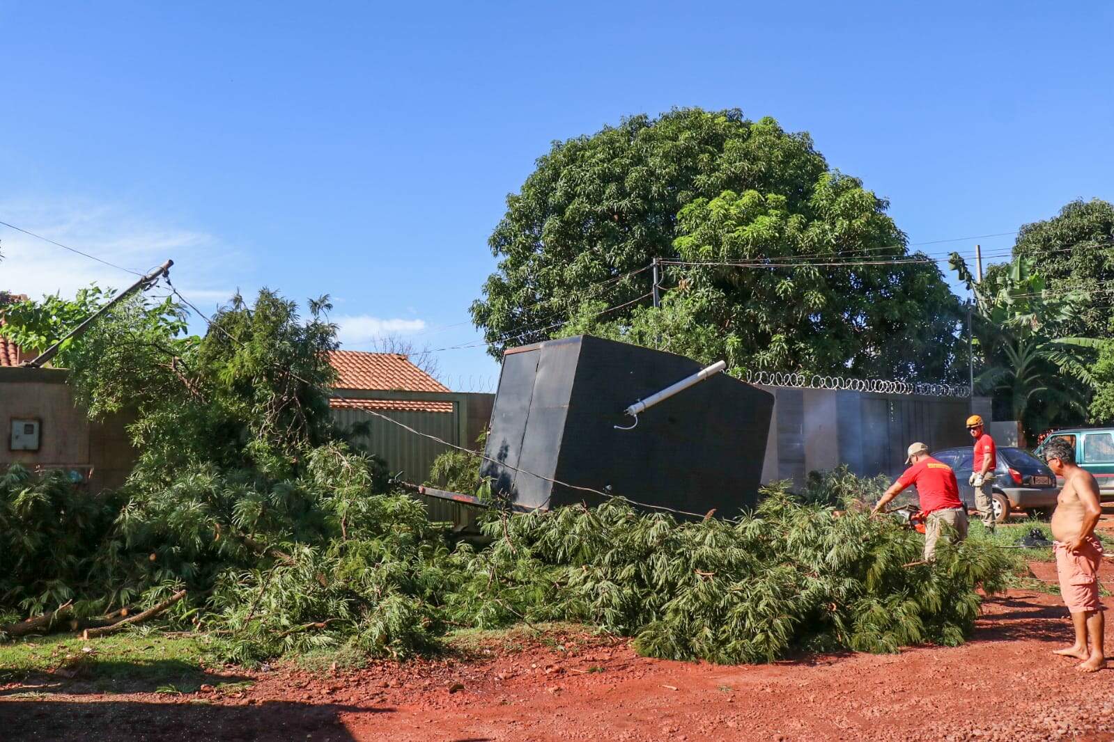 Durante chuva, árvore de 15 metros cai em trailer e mata cachorro esmagado 