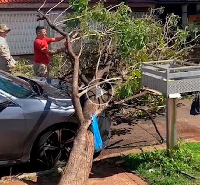 Árvore cai em carro de psicóloga enquanto ela atendia paciente 