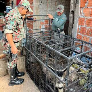 PMA realiza a captura e solta animal sem ferimentos (Foto: Polícia Militar Ambiental)