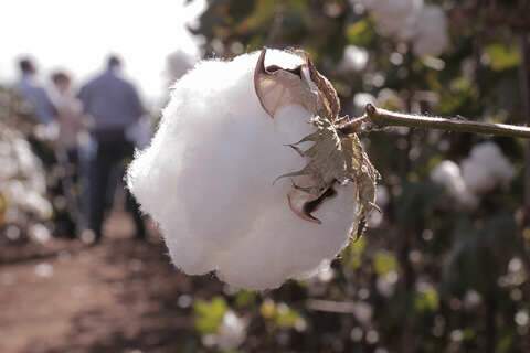 Abertura de importação de algodão pelo Egito pouco mexe com mercado de MS