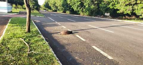 Capivaras são atropeladas e mortas na Avenida Lúdio Martins Coelho