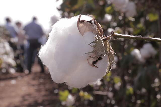 Abertura de importação de algodão pelo Egito pouco mexe com mercado de MS