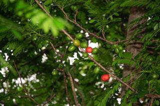 Seriguela é outra fruta queridinha dos campo-grandenses. (Foto: Alex Machado)