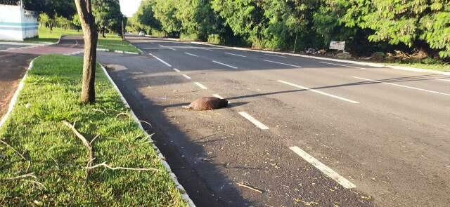 Capivaras s&atilde;o atropeladas e mortas na Avenida L&uacute;dio Martins Coelho