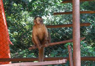 Macaco-prego resgatado em Amambai (Foto Paulo Francis)