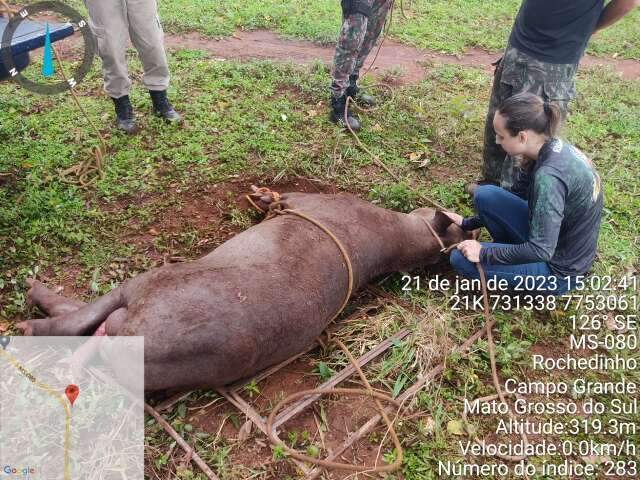 Sem conseguir andar, anta de 300 Kg atropelada na MS-080 &eacute; resgatada
