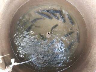 Peixes da espécie piau presos em tanque d&#39;água (Foto: Divulgação/PMA)  