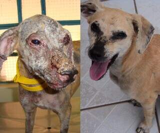 Antes e depois de cão com leishmaniose tratado pelo médico veterinário André Luís Soares da Fonseca (Foto: Divulgação)