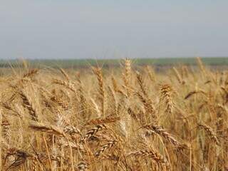 Trigo é o cereal mais consumido do mundo e pode ser uma opção para diversificação de cultura de inverno no Cerrado. (Foto: Joseani Mesquita Antunes/Embrapa)