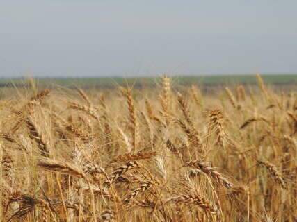 MS pode ser protagonista na busca pela autossuficiência de trigo pelo Brasil