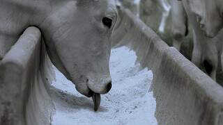 Bovino se alimenta de suplemento mineral fornecido em cocho; suplementação nas águas deve ser peça-chave na estratégia da propriedade. (Foto: Divulgação)