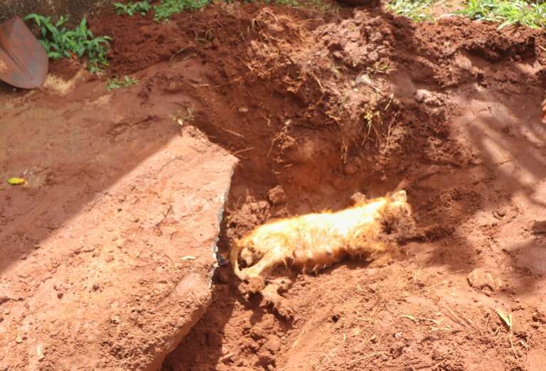 Cachorrinha foi enterrada viva na Vila Bandeirantes (Foto Paulo Francis/Campo Grande News)