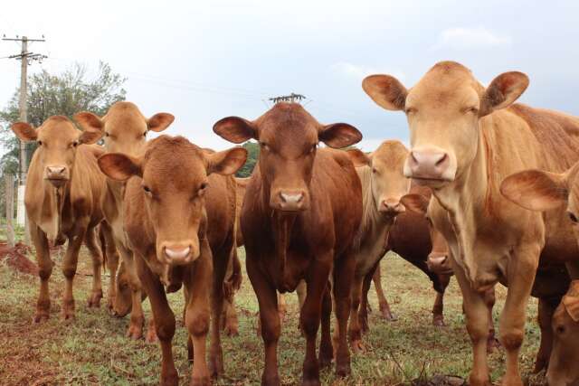 Estação de monta é assunto de capacitação à distância e gratuita pela Embrapa