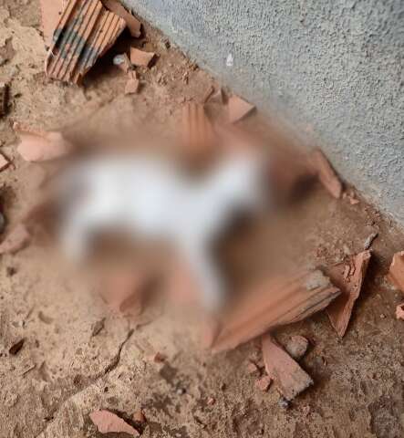 &quot;N&atilde;o tenho d&oacute;, mato mesmo&quot;, diz mulher ap&oacute;s acabar com gato a tijoladas 
