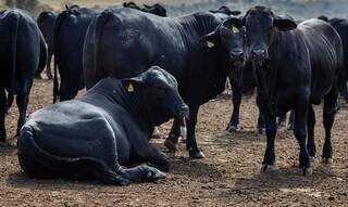 Rebanho bovino em confinamento; aumento do abate de fêmeas altera ciclo da pecuária. (Foto: Arquivo/Embrapa)