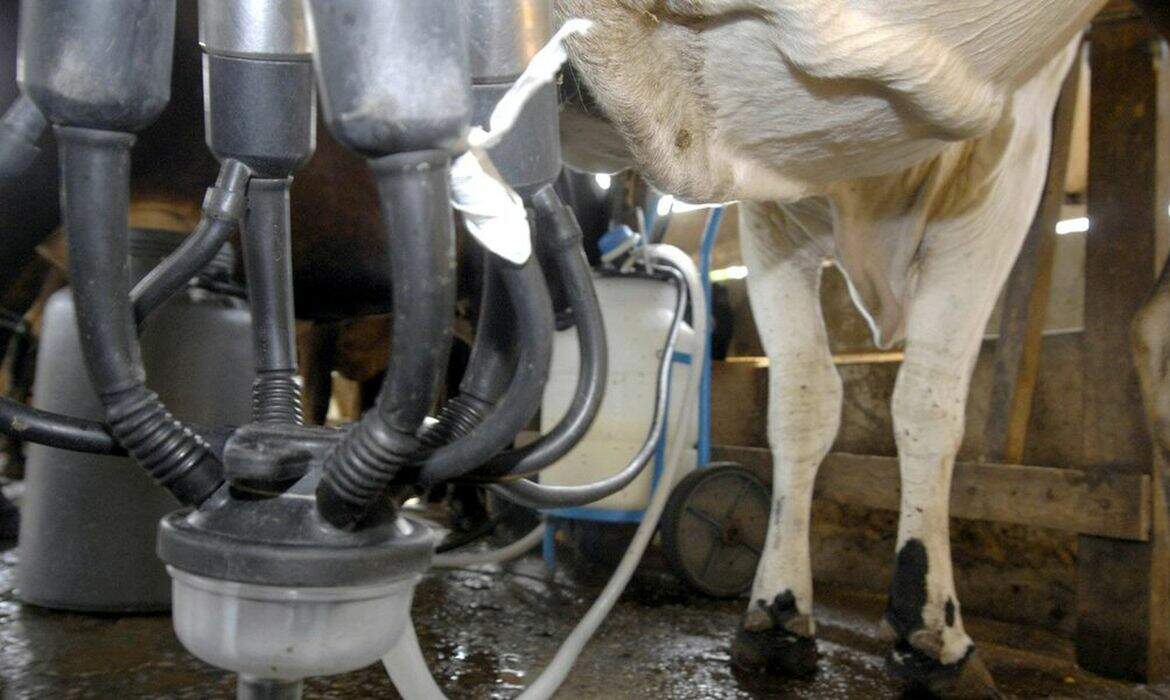 Preço do leite melhora em 2022, mas piora o poder de compra do produtor