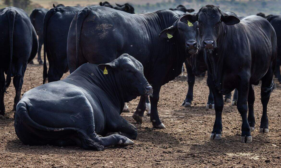 Arroba do boi cai quase 21% em um ano; vaca acompanha a queda