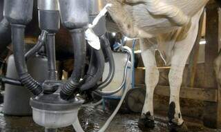 Vaca é ordenhada mecanicamente em propriedade brasileira; expectativa para 2023 é de preços estáveis para o leite.(Foto: Arquivo/Agência Brasil)