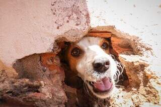 Cachorro permanece preso em área da residência (Foto: Henrique Kawaminami)