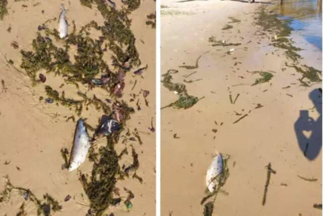 Mortandade de cerca de mil peixes &eacute; investigada em rios de Tr&ecirc;s Lagoas