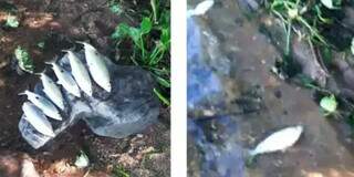 Peixes encontrados mortos em Três Lagoas. (Foto/Reprodução/Três Lagoas)