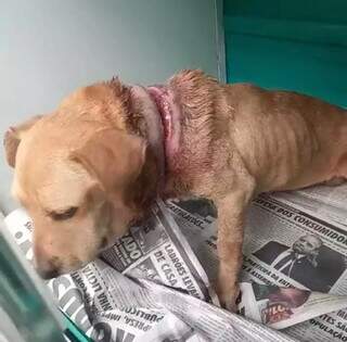 Animal gravemente ferido resgatado pela PMA (Foto: Divulgação/PMA)
