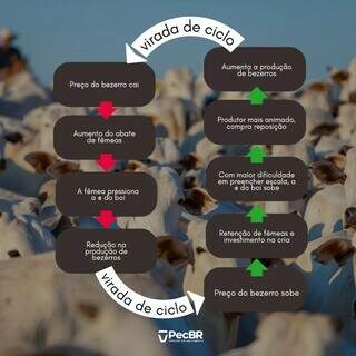 Infográfico produzido pela PecBR mostra de forma didática como se comporta o ciclo da pecuária. (Imagem: PecBR)