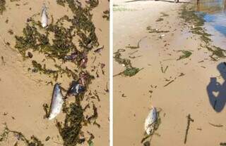 Peixes encontrados mortos na beira do rio, em Três Lagoas. (Foto/Reprodução/Perfil News)