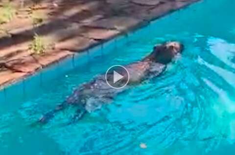 Capivara é encontrada nadando em piscina de chácara na Capital