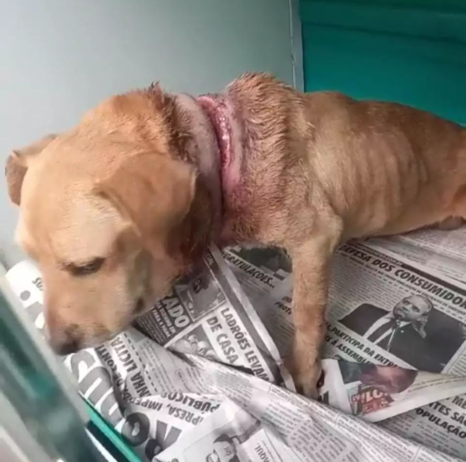 Cadela é resgatada após quase ser decapitada por corda no pescoço