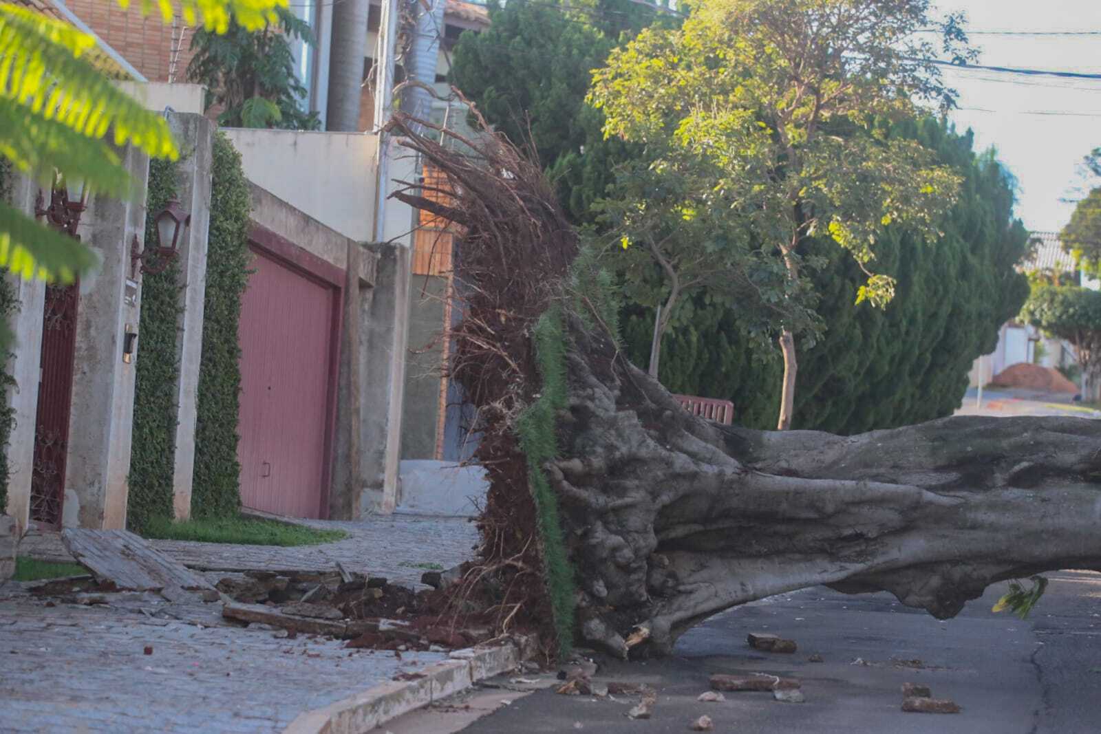 Rvore Arrancada Pela Raiz E Interdita Tr Nsito Em Rua Do Itanhang