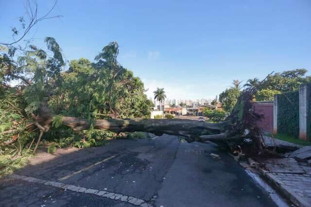 &Aacute;rvore &eacute; arrancada pela raiz e interdita tr&acirc;nsito em rua do Itanhang&aacute; Park