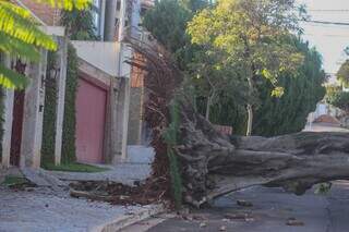 Árvore é arrancada pela raiz e interdita trânsito em rua do Itanhangá