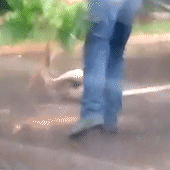 Vídeo: cobra tenta atravessar avenida durante tempestade na Capital