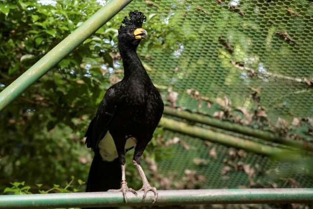 Reproduzidas em viveiros, aves amea&ccedil;adas de extin&ccedil;&atilde;o s&atilde;o soltas na natureza