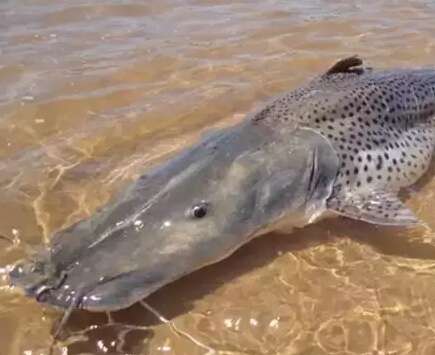 Portaria retira pintado da esp&eacute;cie de risco de extin&ccedil;&atilde;o e libera pesca no Pa&iacute;s