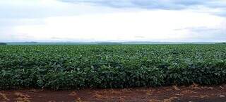Plantação de soja em Mato Grosso do Sul; índices de chuvas ajudam no desenvolvimento da cultura. (Foto: Arquivo/Semadesc)