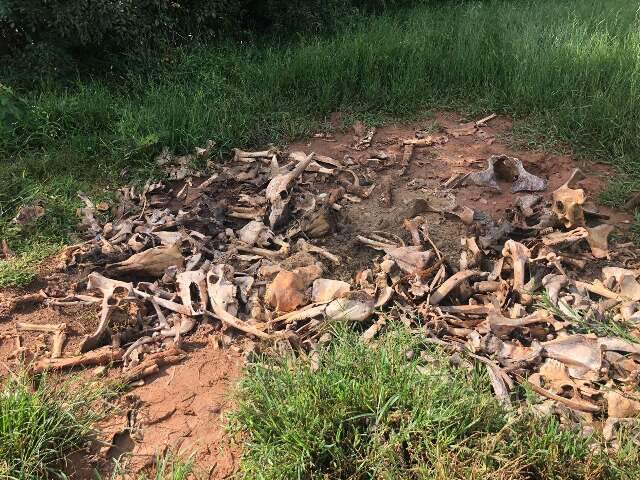 Cemit&eacute;rio de carca&ccedil;a de bois leva &agrave; suspeita de abate clandestino